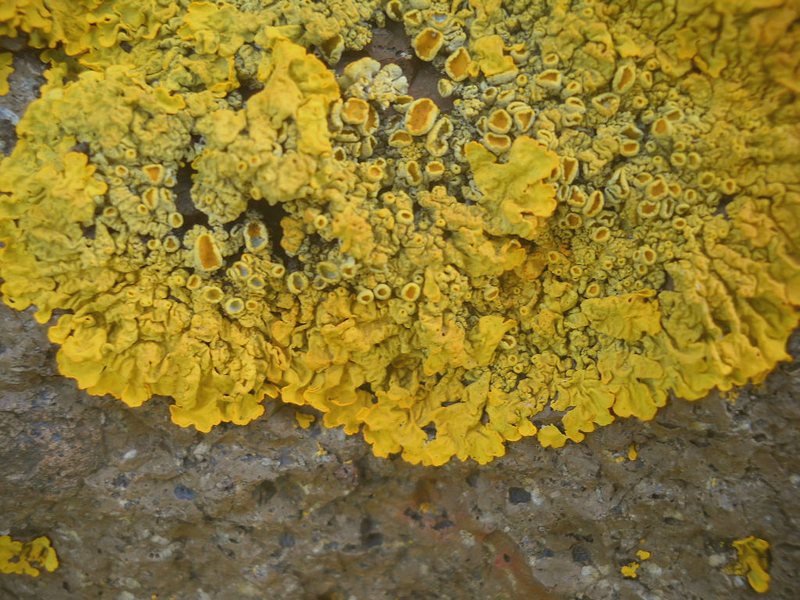 licheni su un ..nuraghe ''ruju''